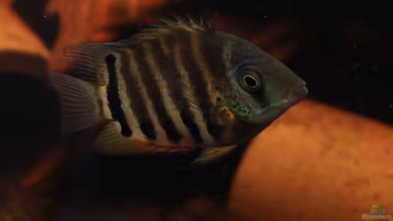 Besatz im Aquarium Moorkienriff von Tobi82 (20)