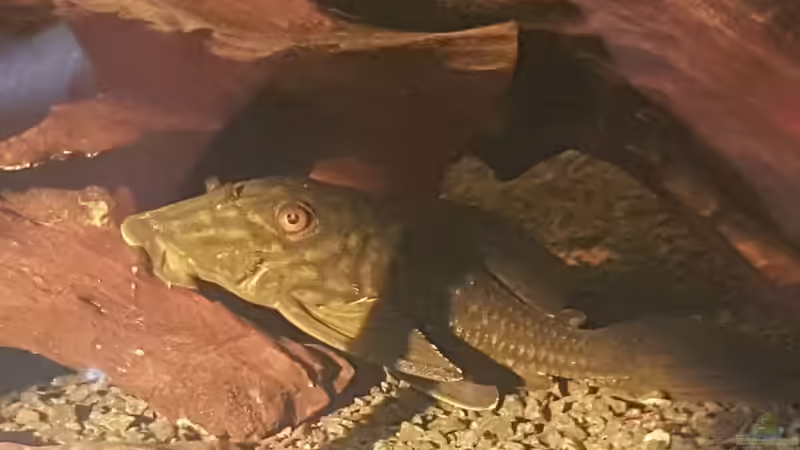 Besatz im Aquarium Moorkienriff von Tobi82 (9)