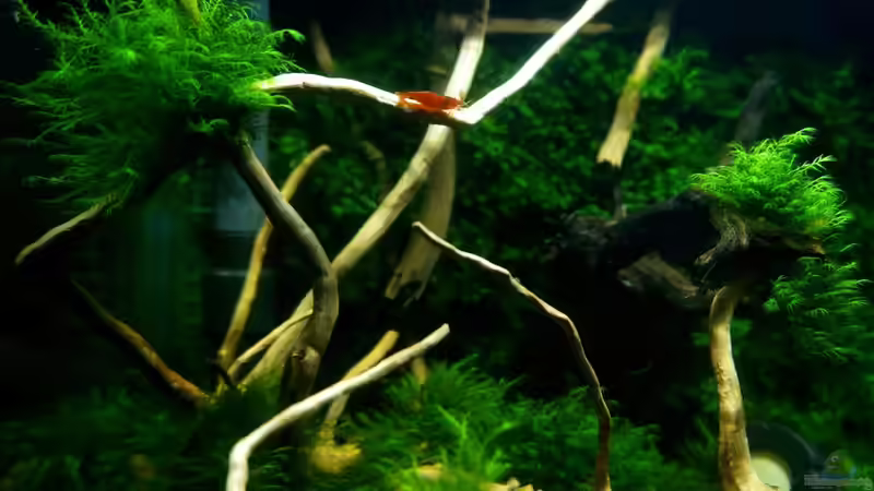 Besatz im Aquarium Mooswand/Fissidens von Pelzwanze (8)