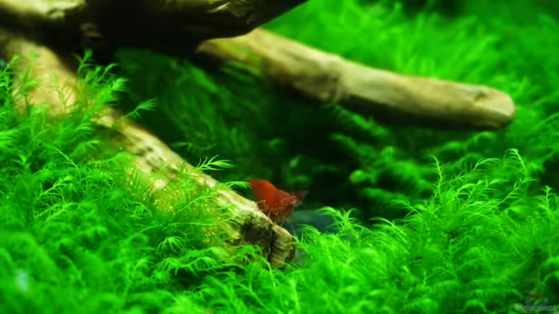 Besatz im Aquarium Mooswand/Fissidens von Pelzwanze (9)