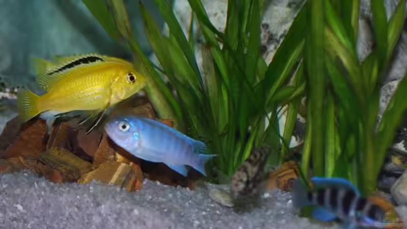 Besatz im Aquarium mp Scubabay von Rudi Zettl (10)