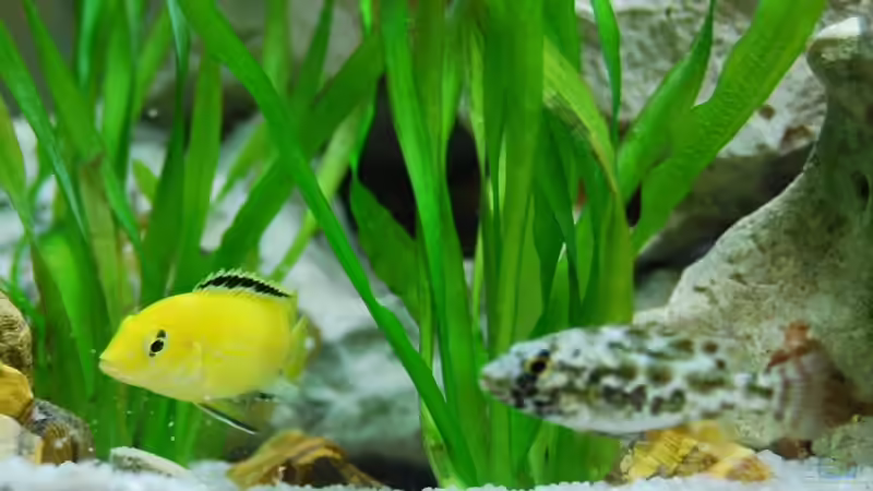 Besatz im Aquarium mp Scubabay von Rudi Zettl (11)