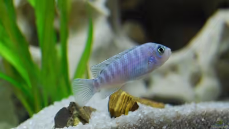 Besatz im Aquarium mp Scubabay von Rudi Zettl (12)