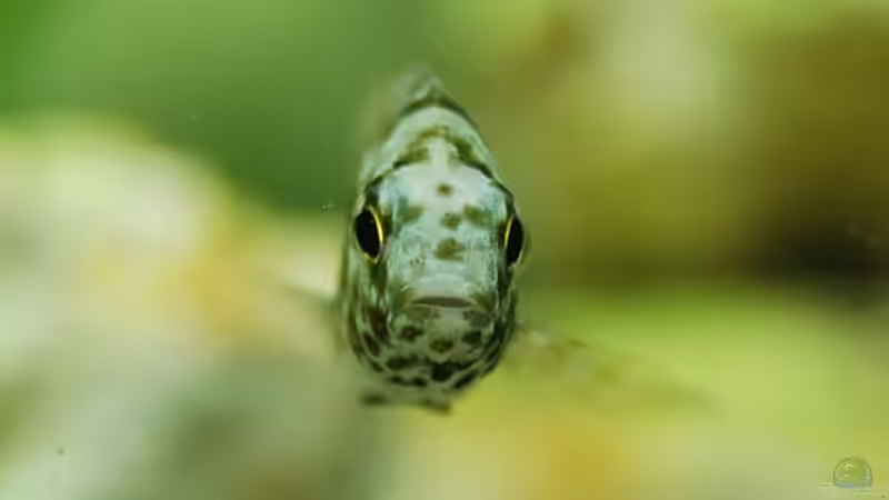 Besatz im Aquarium mp Scubabay von Rudi Zettl (13)