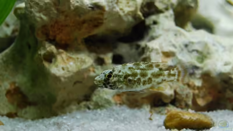 Besatz im Aquarium mp Scubabay von Rudi Zettl (6)