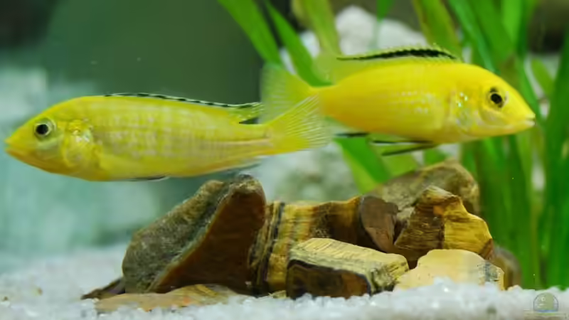 Besatz im Aquarium mp Scubabay von Rudi Zettl (7)