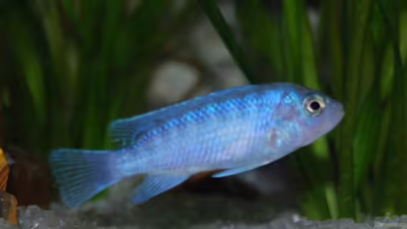 Besatz im Aquarium mp Scubabay von Rudi Zettl (8)