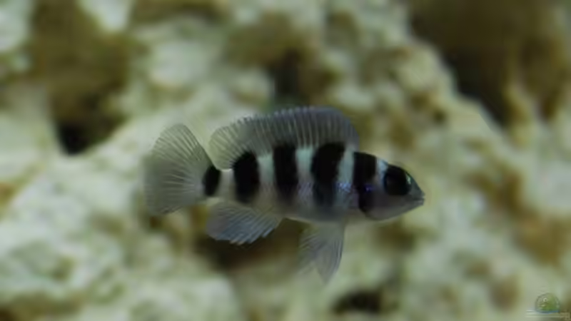 Besatz im Aquarium mp Scubabay von Rudi Zettl (9)