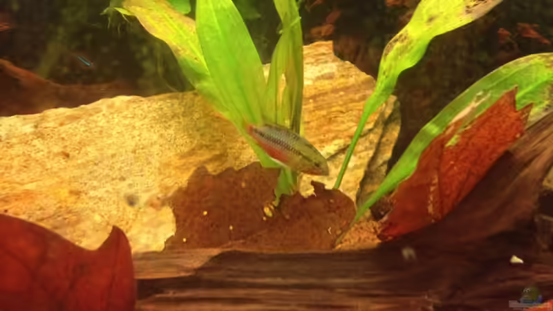 Besatz im Aquarium Mr. Rabaut&#039;s Erben(existiert so nicht mehr) von der Steirer (47)