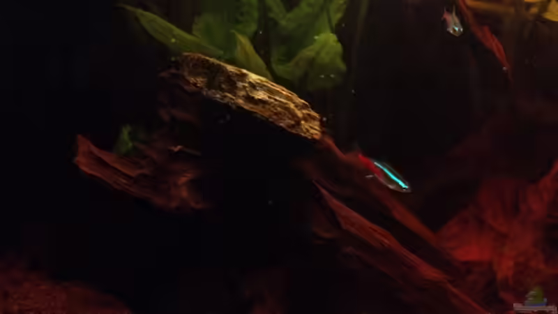 Besatz im Aquarium Mr. Rabaut&#039;s Erben(existiert so nicht mehr) von der Steirer (50)