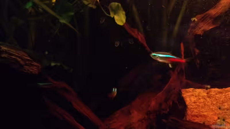 Besatz im Aquarium Mr. Rabaut&#039;s Erben(existiert so nicht mehr) von der Steirer (51)