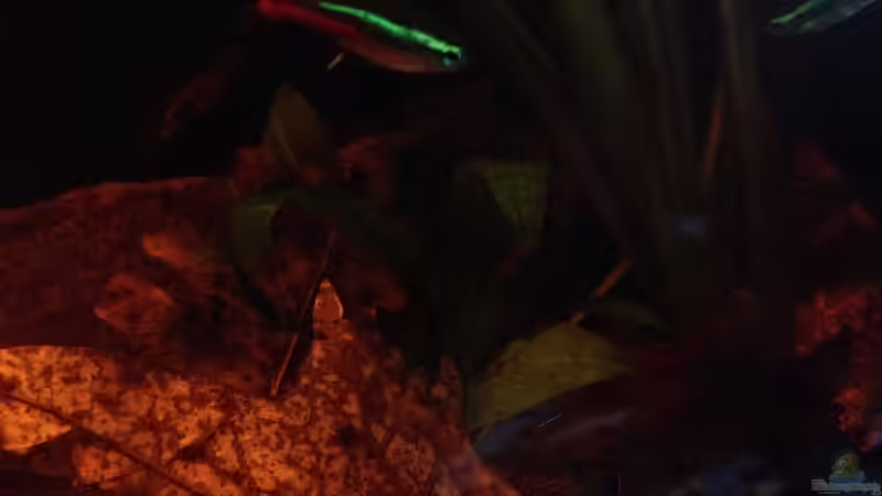 Besatz im Aquarium Mr. Rabaut&#039;s Erben(existiert so nicht mehr) von der Steirer (55)