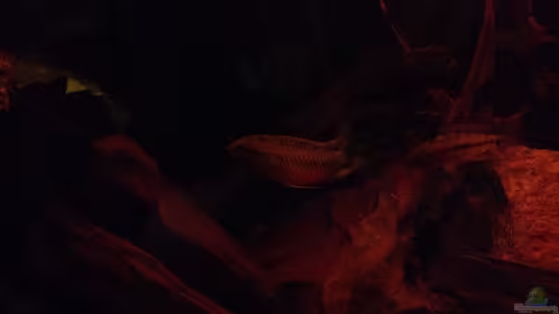 Besatz im Aquarium Mr. Rabaut&#039;s Erben(existiert so nicht mehr) von der Steirer (56)