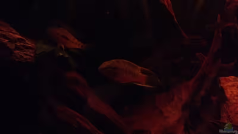 Besatz im Aquarium Mr. Rabaut&#039;s Erben(existiert so nicht mehr) von der Steirer (57)