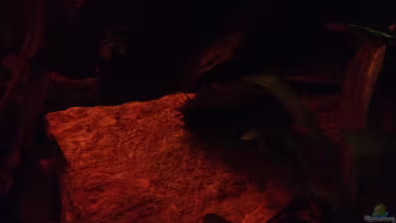 Besatz im Aquarium Mr. Rabaut&#039;s Erben(existiert so nicht mehr) von der Steirer (58)