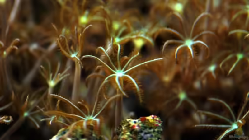 Besatz im Aquarium MW Würfel WZ von Cichlid Power (29)