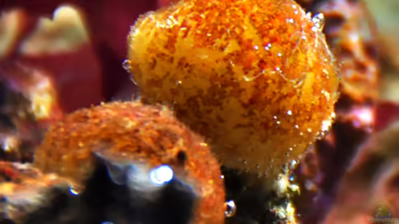 Besatz im Aquarium MW Würfel WZ von Cichlid Power (31)