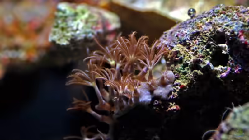 Besatz im Aquarium MW Würfel WZ von Cichlid Power (32)