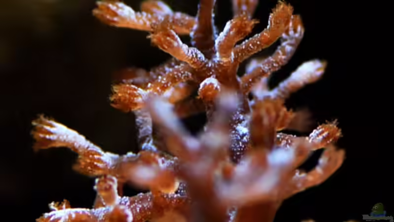 Besatz im Aquarium MW Würfel WZ von Cichlid Power (33)