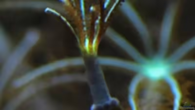 Besatz im Aquarium MW Würfel WZ von Cichlid Power (36)