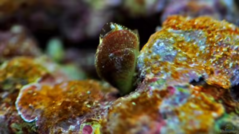 Besatz im Aquarium MW Würfel WZ von Cichlid Power (37)