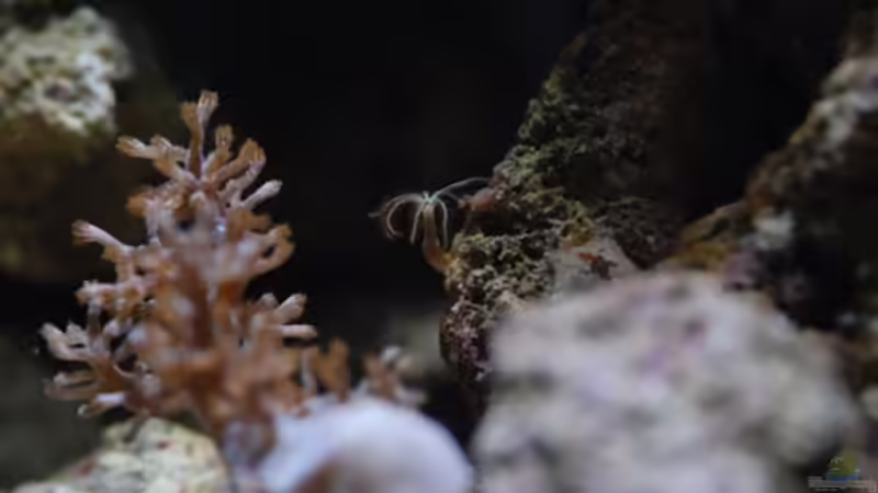 Besatz im Aquarium MW Würfel WZ von Cichlid Power (38)