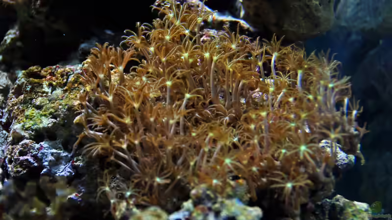 Besatz im Aquarium MW Würfel WZ von Cichlid Power (40)