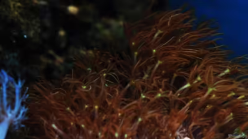 Besatz im Aquarium MW Würfel WZ von Cichlid Power (45)