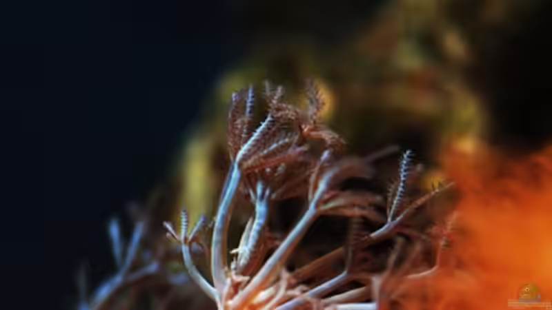 Besatz im Aquarium MW Würfel WZ von Cichlid Power (46)