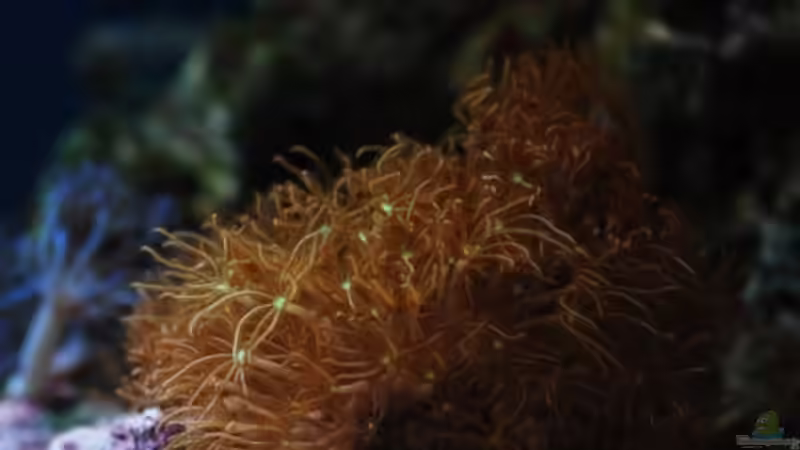 Besatz im Aquarium MW Würfel WZ von Cichlid Power (47)