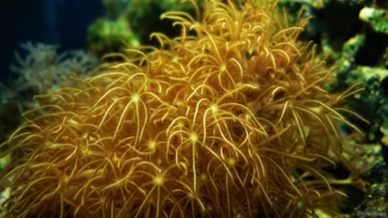 Besatz im Aquarium MW Würfel WZ von Cichlid Power (48)