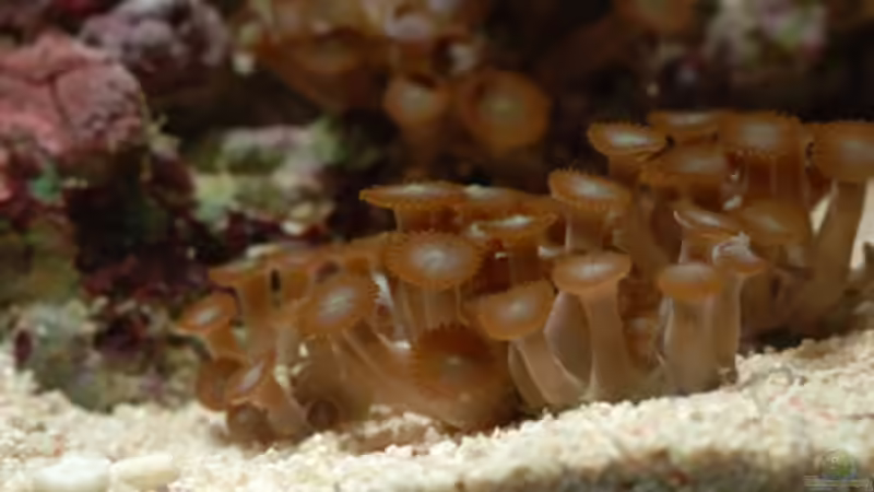 Besatz im Aquarium MW Würfel WZ von Cichlid Power (49)