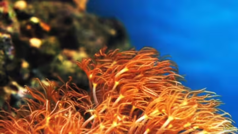 Besatz im Aquarium MW Würfel WZ von Cichlid Power (51)