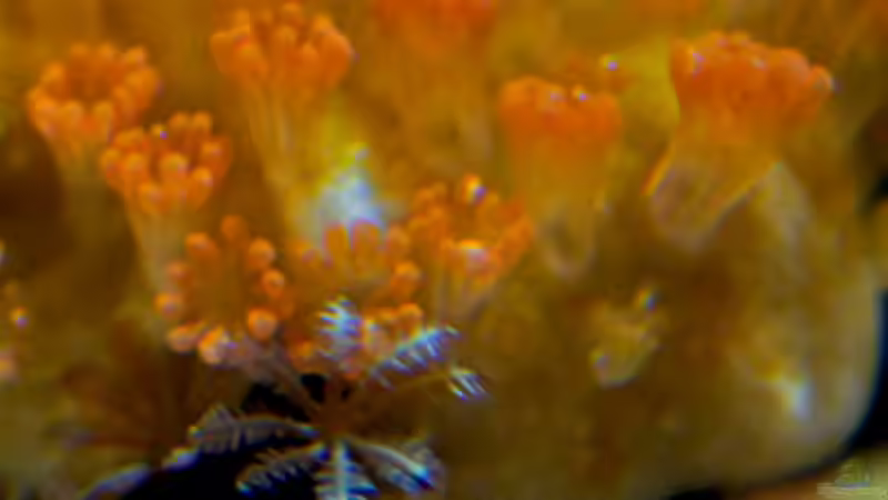 Besatz im Aquarium MW Würfel WZ von Cichlid Power (54)