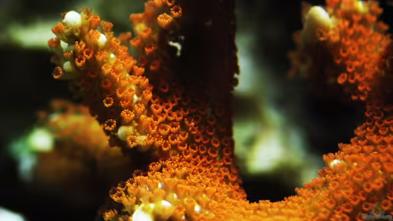 Besatz im Aquarium MW Würfel WZ von Cichlid Power (56)