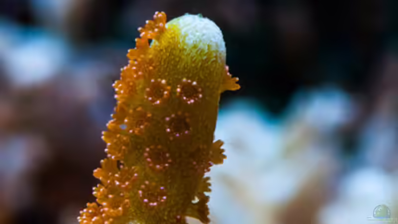 Besatz im Aquarium MW Würfel WZ von Cichlid Power (57)