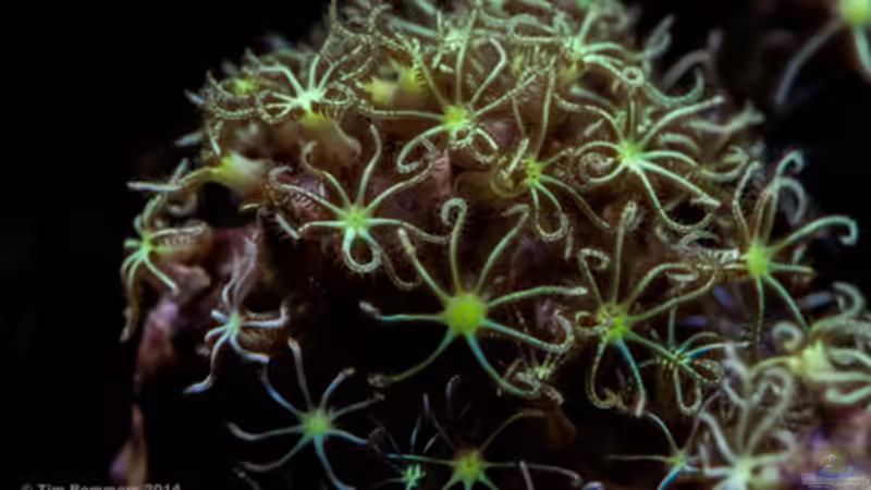 Besatz im Aquarium MW Würfel WZ von Cichlid Power (59)