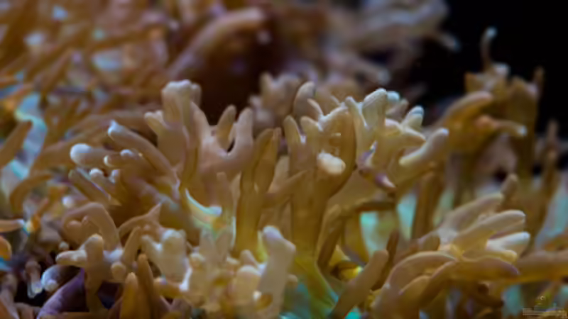 Besatz im Aquarium MW Würfel WZ von Cichlid Power (61)