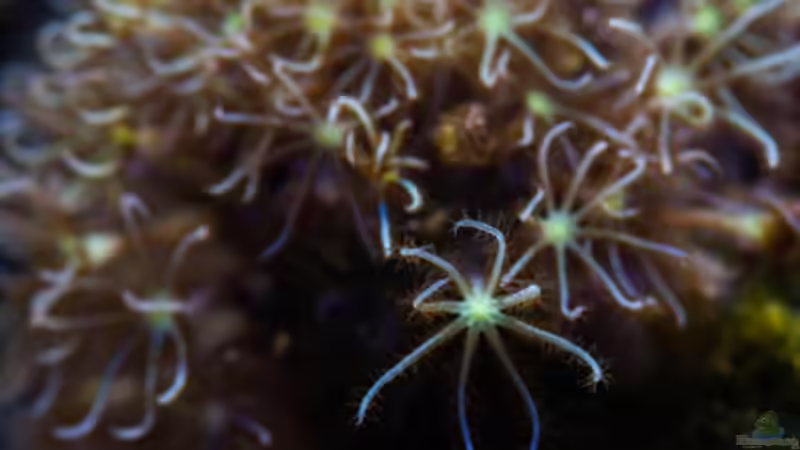 Besatz im Aquarium MW Würfel WZ von Cichlid Power (62)