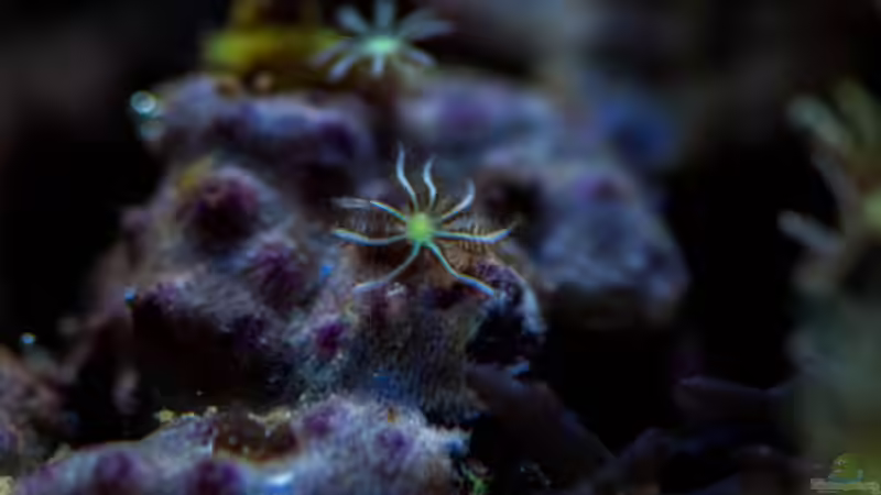 Besatz im Aquarium MW Würfel WZ von Cichlid Power (63)