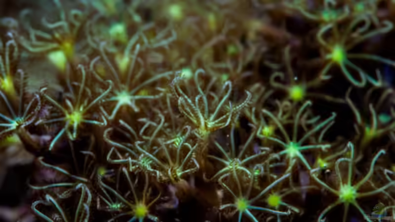 Besatz im Aquarium MW Würfel WZ von Cichlid Power (66)