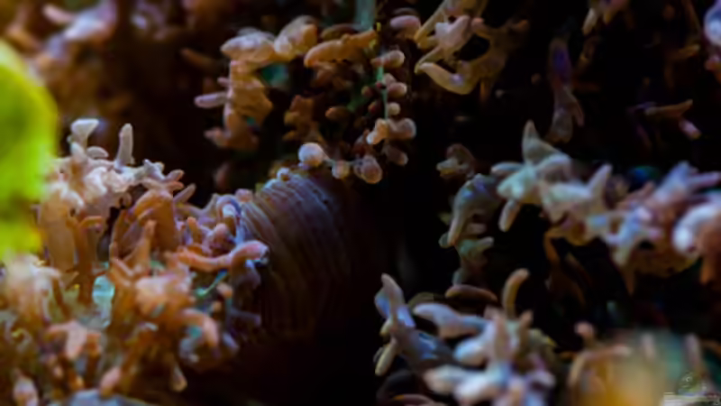 Besatz im Aquarium MW Würfel WZ von Cichlid Power (67)