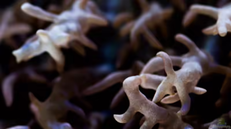 Besatz im Aquarium MW Würfel WZ von Cichlid Power (68)