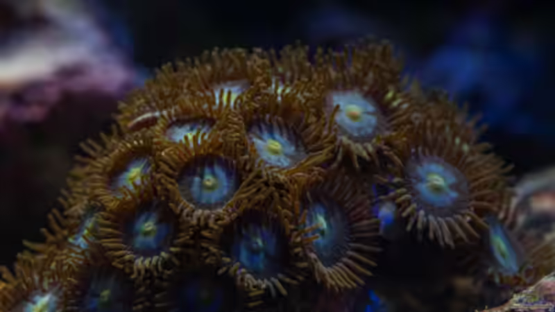 Besatz im Aquarium MW Würfel WZ von Cichlid Power (69)