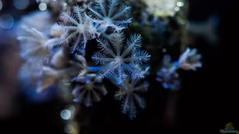 Besatz im Aquarium MW Würfel WZ von Cichlid Power (70)