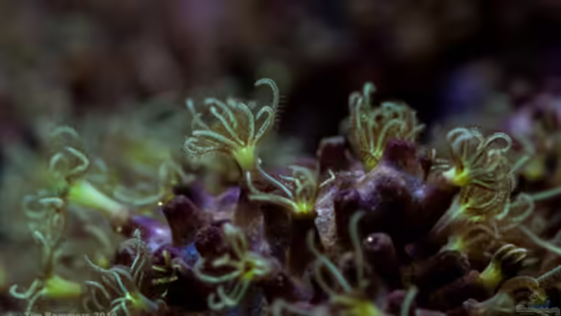 Besatz im Aquarium MW Würfel WZ von Cichlid Power (71)