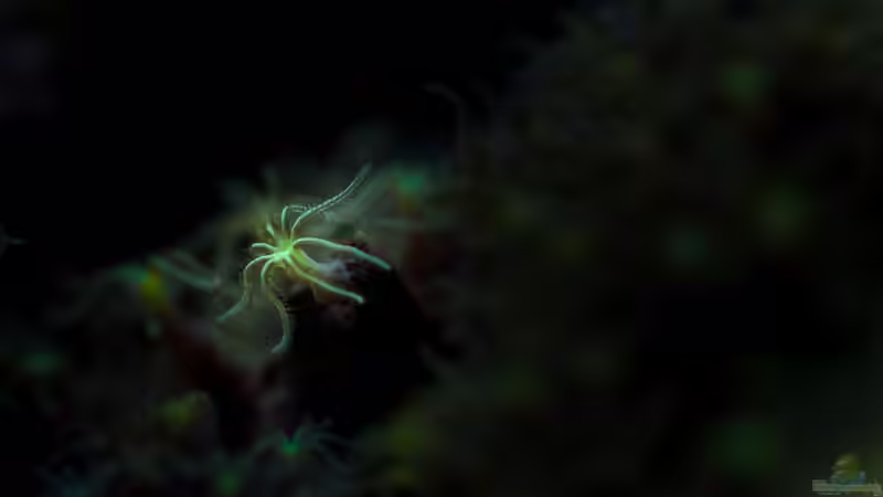 Besatz im Aquarium MW Würfel WZ von Cichlid Power (72)