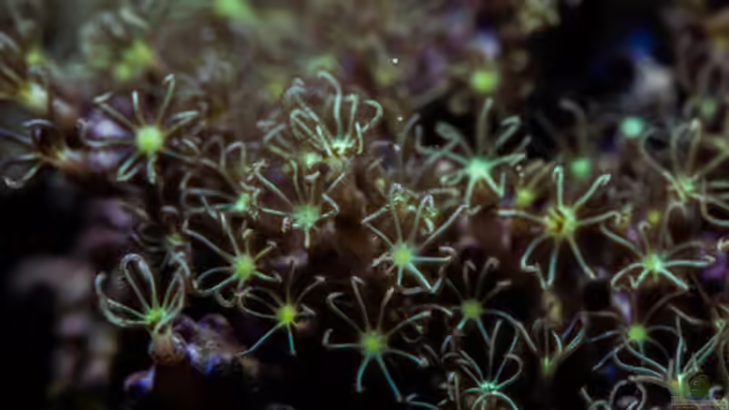 Besatz im Aquarium MW Würfel WZ von Cichlid Power (74)