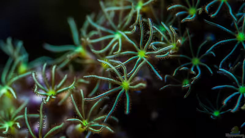 Besatz im Aquarium MW Würfel WZ von Cichlid Power (76)