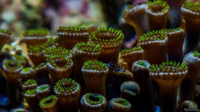 Besatz im Aquarium MW Würfel WZ von Cichlid Power (77)